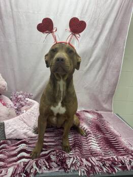 Pit Bull Terrier and Mixed Breed Dogs Available for Adoption - Snickers | PetCurious