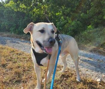 Siberian Husky and German Shepherd Dog Dogs Available for Adoption - Captain | PetCurious