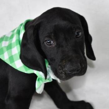 Labrador Retriever Dogs Available for Adoption in Johnson City, Tennessee - American | PetCurious