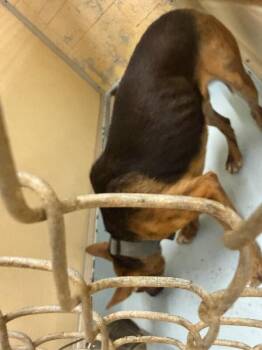 Missle -  Mixed Breed Dog for Adoption in Cincinnati, Ohio - Missle | PetCurious