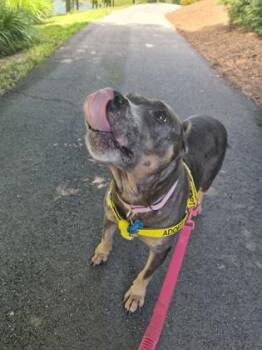 Ellen- IN FOSTER -  Mixed Breed Dog for Adoption in Chamblee, Georgia - Ellen- IN FOSTER | PetCurious