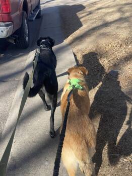 Shepherd Dogs Available for Adoption - MOOF | PetCurious