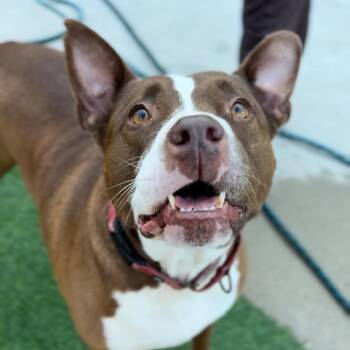 Queen Bessie -  Bull Terrier Dog for Adoption in Houston, Texas - Queen Bessie | PetCurious