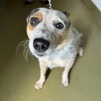 72154 -  Australian Cattle Dog Blue Heeler Dog for Adoption in Harrisonburg, Virginia - 72154 | PetCurious