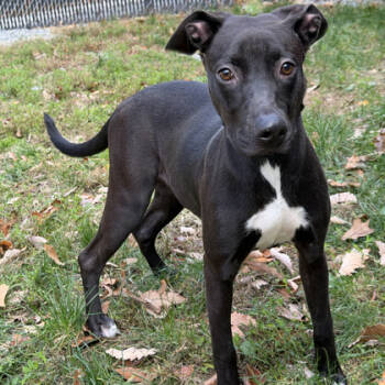 Rescue Retriever and Mixed Breed Dogs for Adoption in Voorhees Township, New Jersey - Zuki | PetCurious