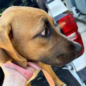 M&M -  Mixed Breed Dog for Adoption in Gadsden, Alabama - M&M | PetCurious