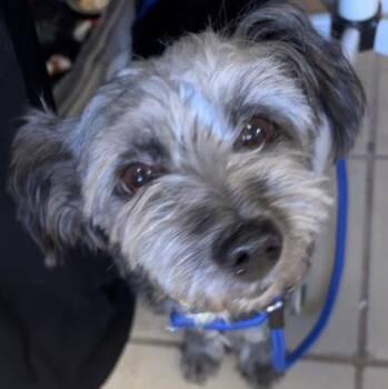 Turkey -  Terrier and Mixed Breed Dog for Adoption in East Brookfield, Massachusetts - Turkey | PetCurious