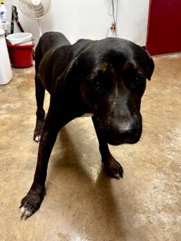 Heath -  Pit Bull Terrier and Mixed Breed Dog for Adoption in Lockhart, Texas - Heath | PetCurious