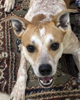 ASTRO -  Mixed Breed Dog for Adoption in Ashland, Ohio - ASTRO | PetCurious