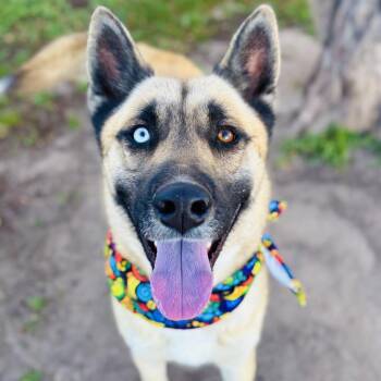 Shepherd and Husky Dogs Available for Adoption - Uno | PetCurious