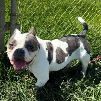 Bonnie -  English Bulldog and French Bulldog Dog for Adoption in San Jacinto, California - Bonnie | PetCurious