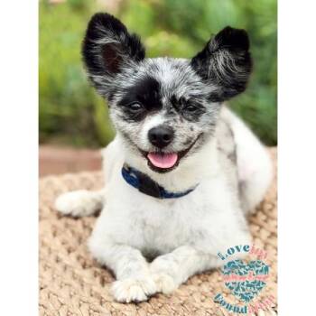 Badger CORB -  Pomeranian Dog for Adoption in Inglewood, California - Badger CORB | PetCurious