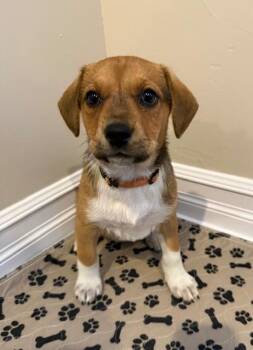Beagle and Staffordshire Bull Terrier Dogs Available for Adoption in Aurora, Colorado - BIRDIE BABY - Quail | PetCurious