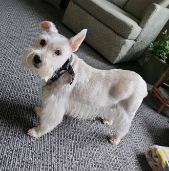 Happy -  Schnauzer and Yorkshire Terrier Dog for Adoption in Hot Springs Village, Arkansas - Happy | PetCurious