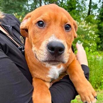 Tater -  Terrier and Mixed Breed Dog for Adoption in Gastonia, North Carolina - Tater | PetCurious