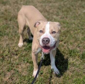 Riley -  Mixed Breed Dog for Adoption in Syracuse, New York - Riley | PetCurious