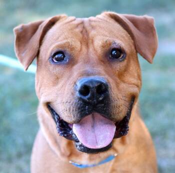 American Bulldog and Labrador Retriever Dogs Available for Adoption in Kansas City, Missouri - Atticus | PetCurious