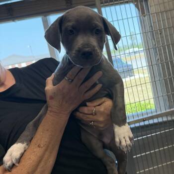 Mixed Breed Dogs Available for Adoption in New York, New York - Ocean | PetCurious