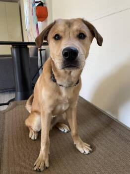 Labrador Retriever Dogs Available for Adoption in South Bend, Indiana - Simba | PetCurious