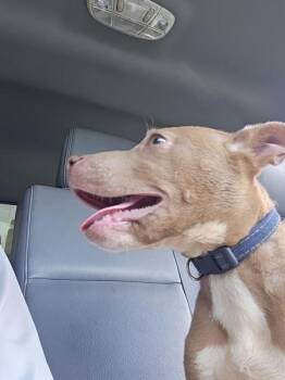 Phoenix -  Pit Bull Terrier Dog for Adoption in Salisbury, Maryland - Phoenix | PetCurious