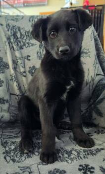 Cinder -  Labrador Retriever Dog for Adoption in Anchorage, Alaska - Cinder | PetCurious