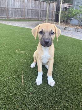 Aspen -  Rhodesian Ridgeback Dog for Adoption in The Woodlands, Texas - Aspen | PetCurious