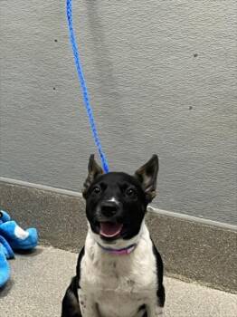 SHAKIRA -  Border Collie and Mixed Breed Dog for Adoption in Las Vegas, Nevada - SHAKIRA | PetCurious