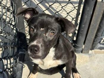 BLUE BELL -  Pit Bull Terrier and Mixed Breed Dog for Adoption in Tulsa, Oklahoma - BLUE BELL | PetCurious