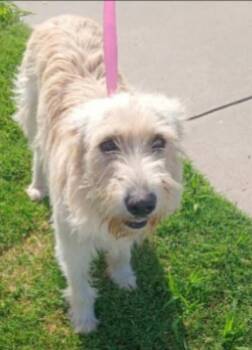 Winston -  Poodle and West Highland White Terrier Westie Dog for Adoption in Thompson Falls, Montana - Winston | PetCurious