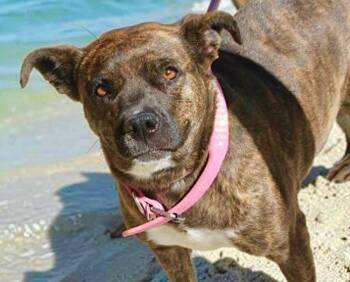 Rouge/pepper -  American Staffordshire Terrier Dog for Adoption in Kingman, Arizona - Rouge/pepper | PetCurious
