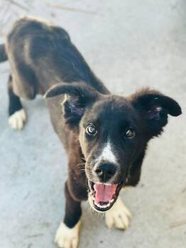 AC-4906 "Maddox" -  Shepherd Dog for Adoption in Conyers, Georgia - AC-4906 "Maddox" | PetCurious