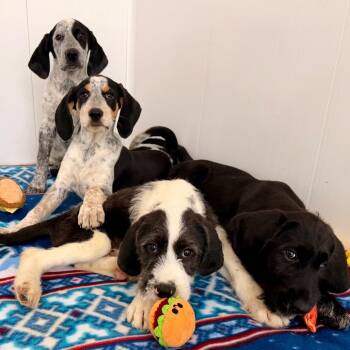Bluetick Coonhound and German Shorthaired Pointer Dogs Available for Adoption in Green Bay, Wisconsin - Pearl | PetCurious