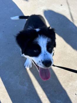 German Shepherd Dog and Husky Dogs Available for Adoption in Memphis, Tennessee - Lia | PetCurious