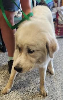 Badger -  Great Pyrenees Dog for Adoption in Republic, Missouri - Badger | PetCurious