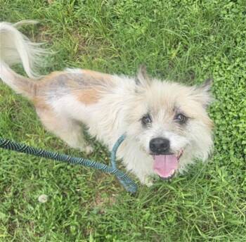 JORGE -  Fox Terrier and Mixed Breed Dog for Adoption in Dallas, Texas - JORGE | PetCurious