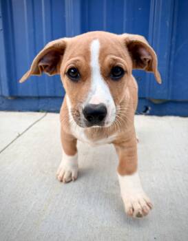 Roxi -  Corgi and Hound Dog for Adoption in Kalamazoo, Michigan - Roxi | PetCurious