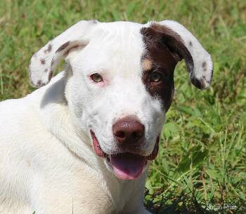 Bobby -  Terrier and Hound Dog for Adoption in Bedford, Virginia - Bobby | PetCurious