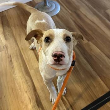 Mixed Breed Dogs Available for Adoption in Priest River, Idaho - Lilo | PetCurious