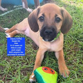 Deputy Sniffles -  Beagle Dog for Adoption in Oviedo, Florida - Deputy Sniffles | PetCurious