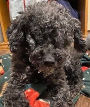 Wednesday -  Miniature Poodle Dog for Adoption in Dripping Springs, Texas - Wednesday | PetCurious