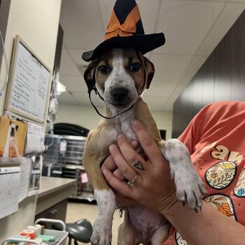 Doctor Worm -  Jack Russell Terrier and Hound Dog for Adoption in San Antonio, Texas - Doctor Worm | PetCurious