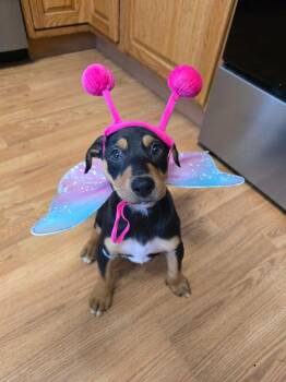 Maple -  Doberman Pinscher Dog for Adoption in Minneapolis, Minnesota - Maple | PetCurious