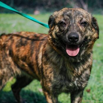 Rescue Mixed Breed Dogs for Adoption in Enterprise, Alabama - Pepper | PetCurious