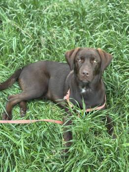 Labrador Retriever and Mixed Breed Dogs Available for Adoption in Broomfield, Colorado - Cookeel / Bowser | PetCurious