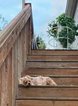 Gemma -  Shih Tzu Dog for Adoption in Douglasville, Georgia - Gemma | PetCurious