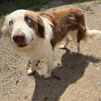 Bubba -  Border Collie and Australian Shepherd Dog for Adoption in Fries, Virginia - Bubba | PetCurious