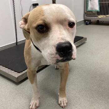 Rescue Pit Bull Terrier Dogs for Adoption in Abilene, Texas - Hamilton | PetCurious