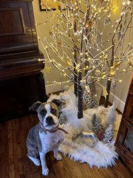 Rescue Boxer Dogs for Adoption in Redondo Beach, California - Barney **COURTESY POST** | PetCurious