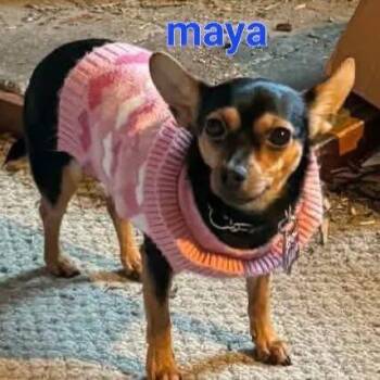 Chihuahua Dogs Available for Adoption in Tunkhannock, Pennsylvania - Maya | PetCurious