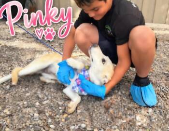 Pinky -  German Shepherd Dog Dog for Adoption in Tacoma, Washington - Pinky | PetCurious